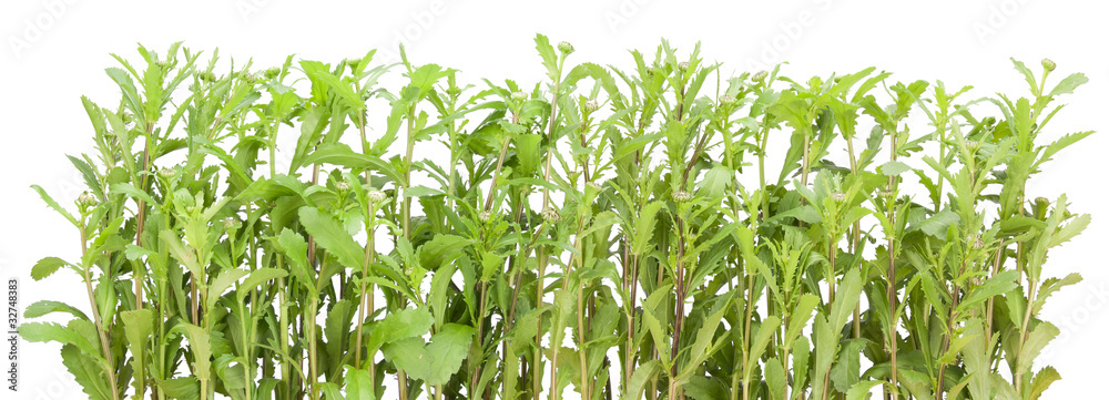 Camomiles with buds of unblown flowers Camomiles with buds of unblown flowers