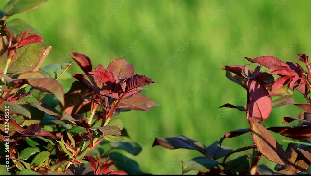 Roses leaves on green grass background, HD