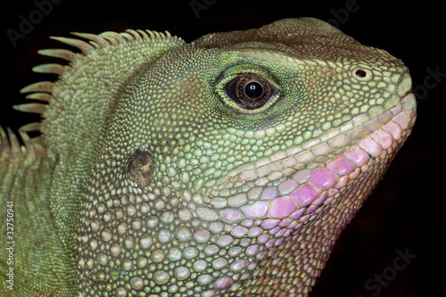 iguana colorata