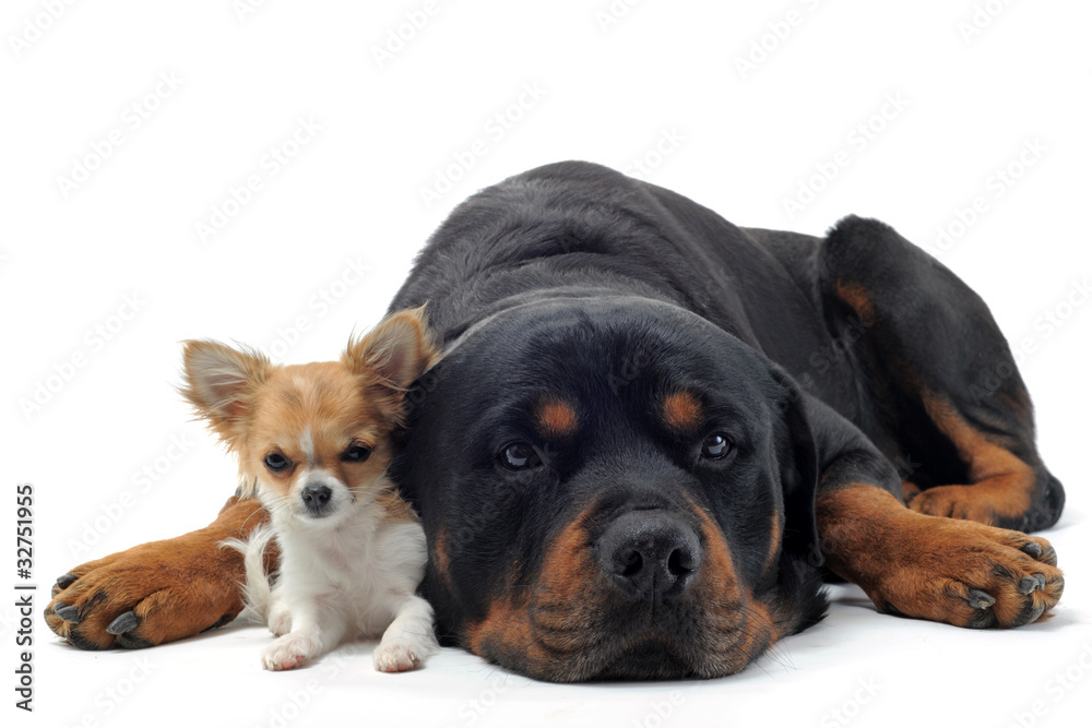 Obraz premium rottweiler et chihuahua