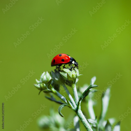 Ladybird walking on a leaf