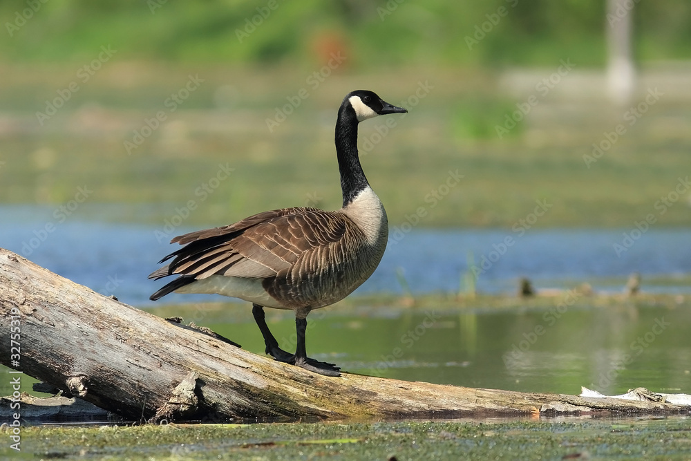 Canada Goose (Branta canadensis) - Ontario, Canada Canada Goose (Branta canadensis) - Ontario, Canada