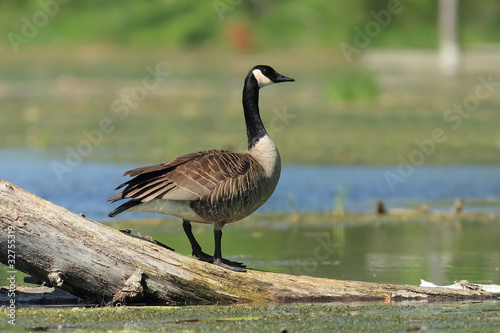 Canada Goose (Branta canadensis) - Ontario, Canada