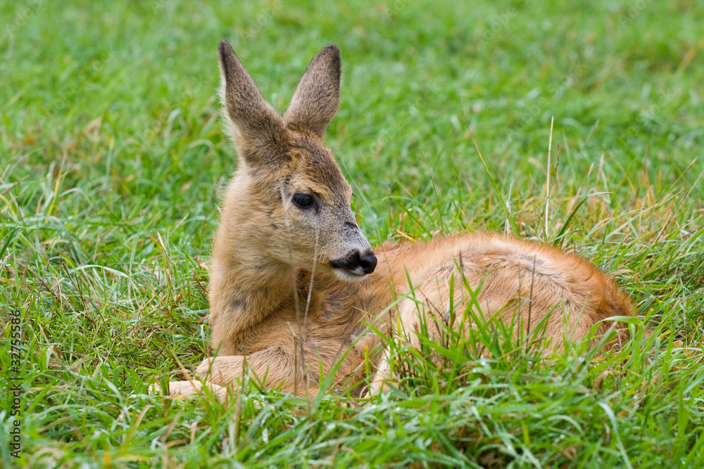 fallow deer