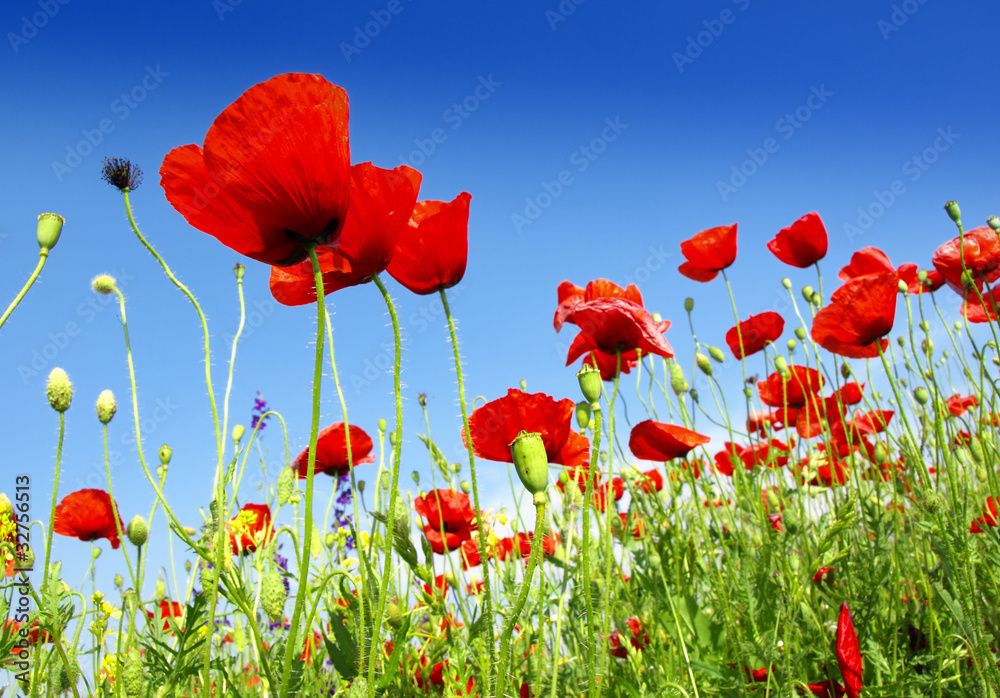 Obraz premium pole maków