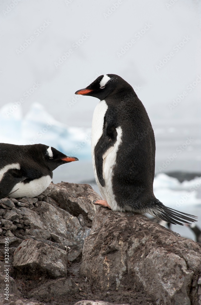 Fototapeta premium Gentoo Penguin standing on rock in Paradise Harbour