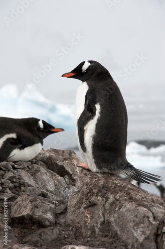 Gentoo Penguin standing on rock in Paradise Harbour