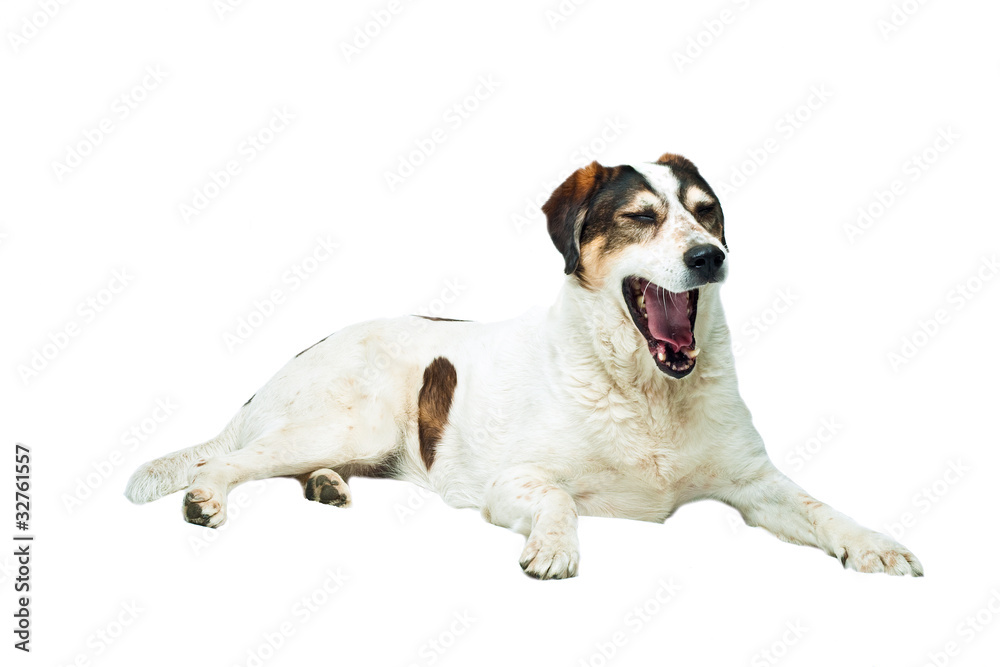 braun-weisser Hund gähnt freigestellt vor weissem Hintergrund Stock Photo |  Adobe Stock