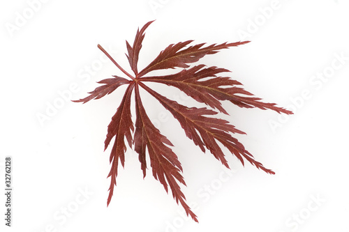 Faecherahorn; Acer palmatum photo