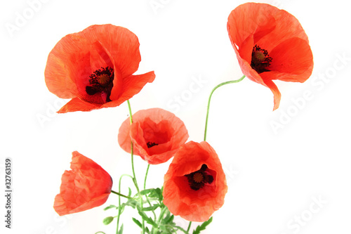 Fototapeta Naklejka Na Ścianę i Meble -  klatsch mohn