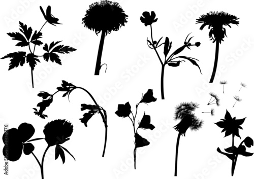 wild flowers silhouettes isolated on white