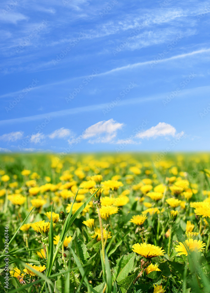 dandelion green field dandelion green field