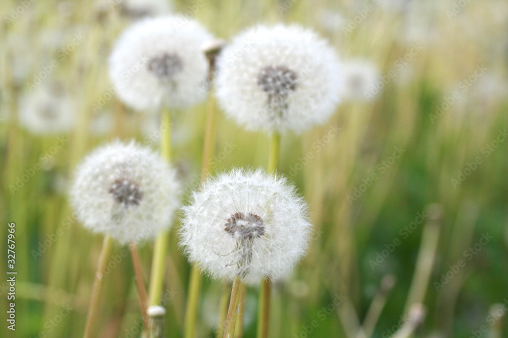 Field of dandelions Field of dandelions