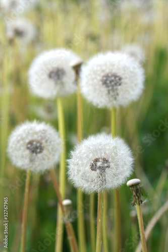 Dandelions in a field