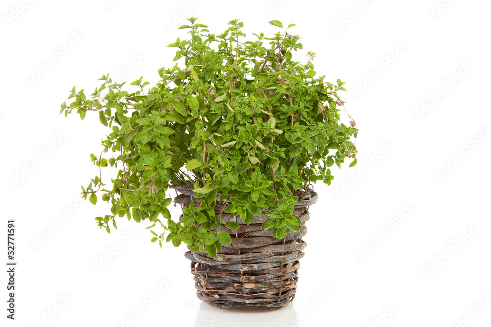 Fresh Oregano in cane bucket over white background Fresh Oregano in cane bucket over white background