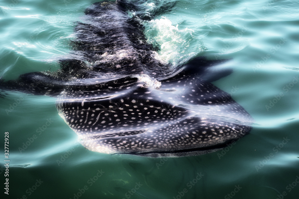 Obraz premium What Lies Beneath