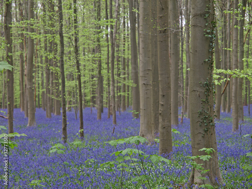 Hallebos  Belgien  blauer Bl  tenteppich im Wald  Hasengl  ckchen