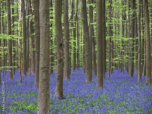 Hallebos, Belgien: blauer Blütenteppich im Wald (Hasenglöckchen)