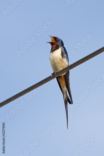 Barn Swallow Singing © Georgios Alexandris