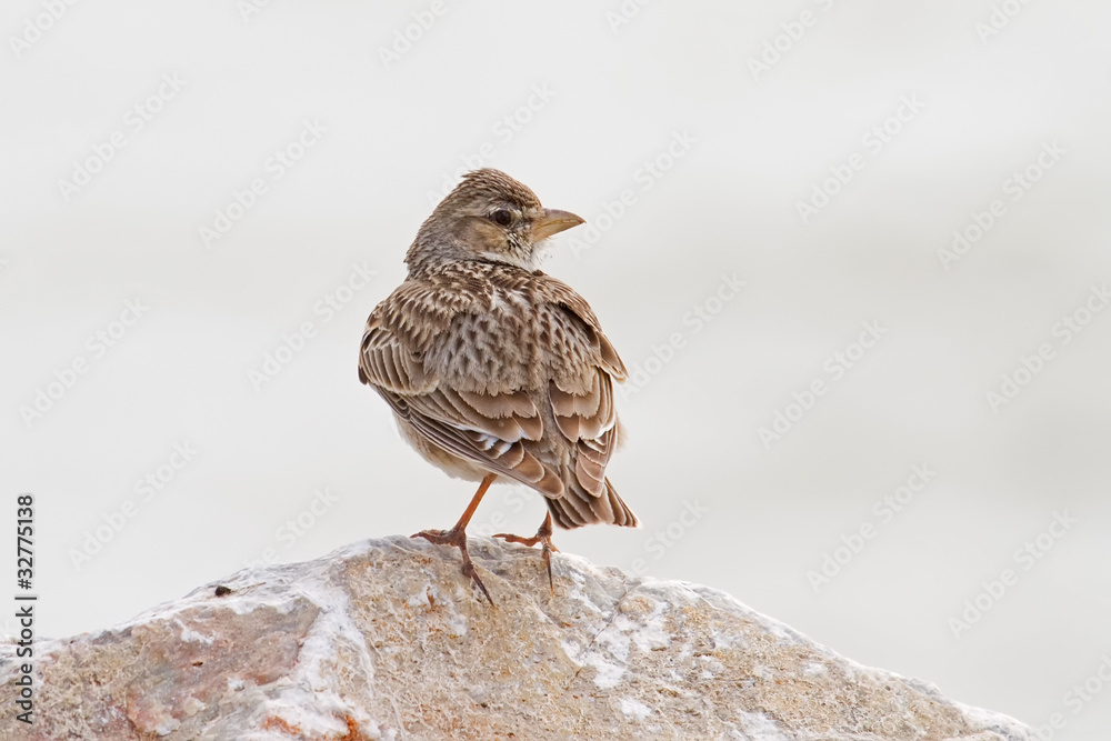 Fototapeta premium Calandra Lark Posing