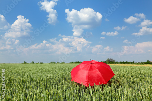 Agricultural concept  wheat field and red umbrella
