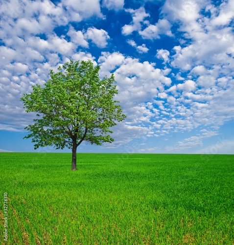 alone tree among a green fields