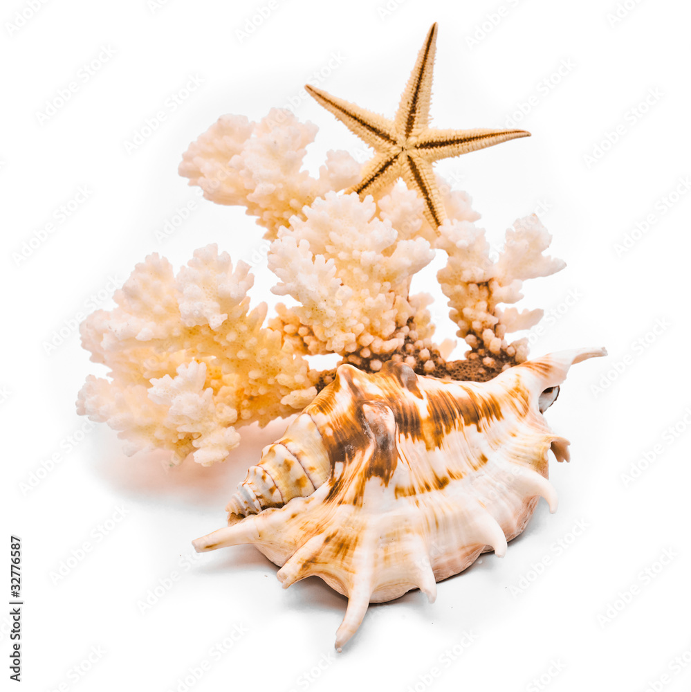 White coral and starfish. Isolated on white background White coral and starfish. Isolated on white background