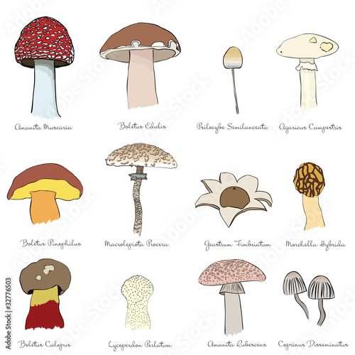 set of mushrooms
