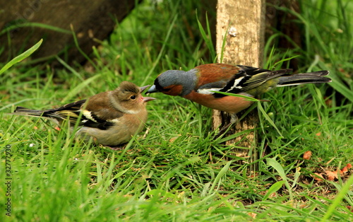 A Male Chaffinch and his Young photo