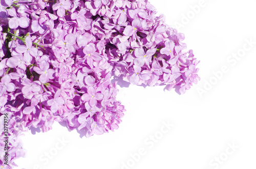 lilac flower