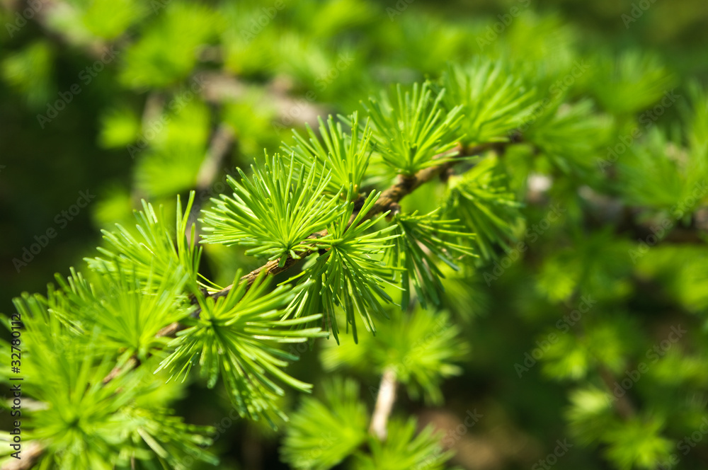 Larch branch