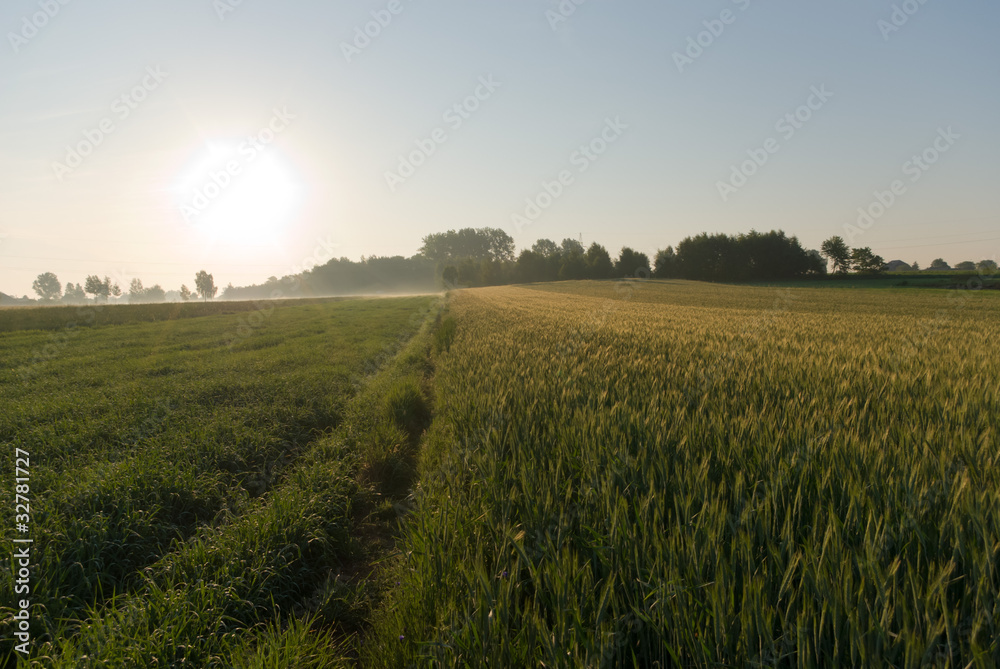 Obraz premium wild plant