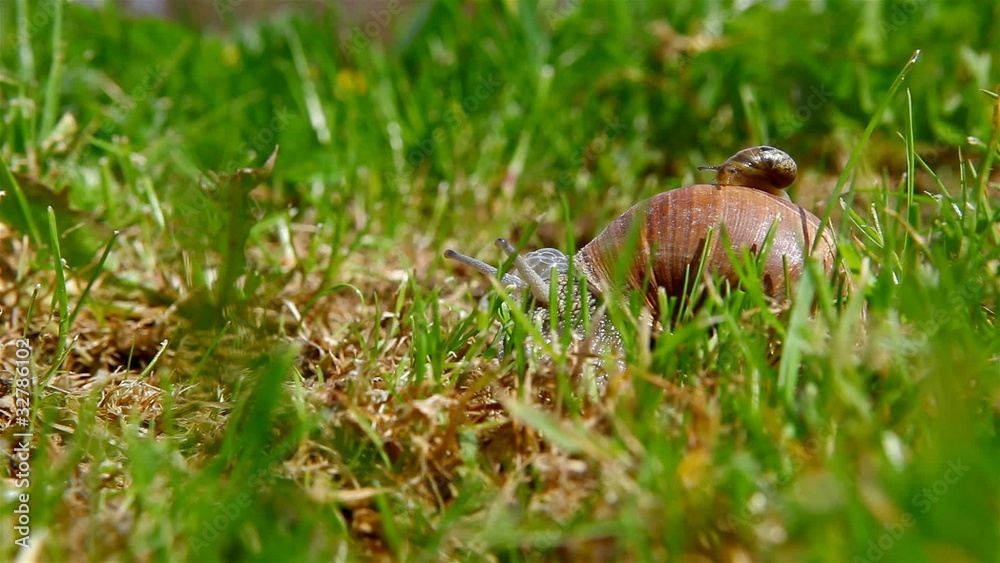 snail crawling on the grass with baby snail on the carapace snail crawling on the grass with baby snail on the carapace