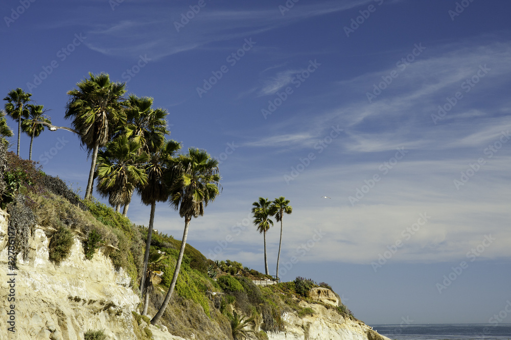 Palm trees on cliff