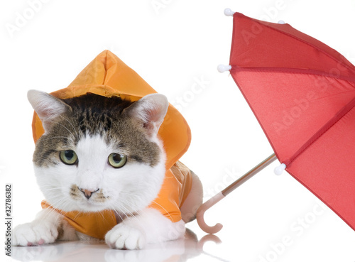 Canvas Print All-Weather Cat