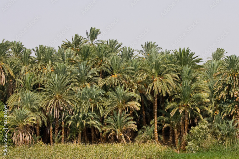 Obraz premium Tropical jungle