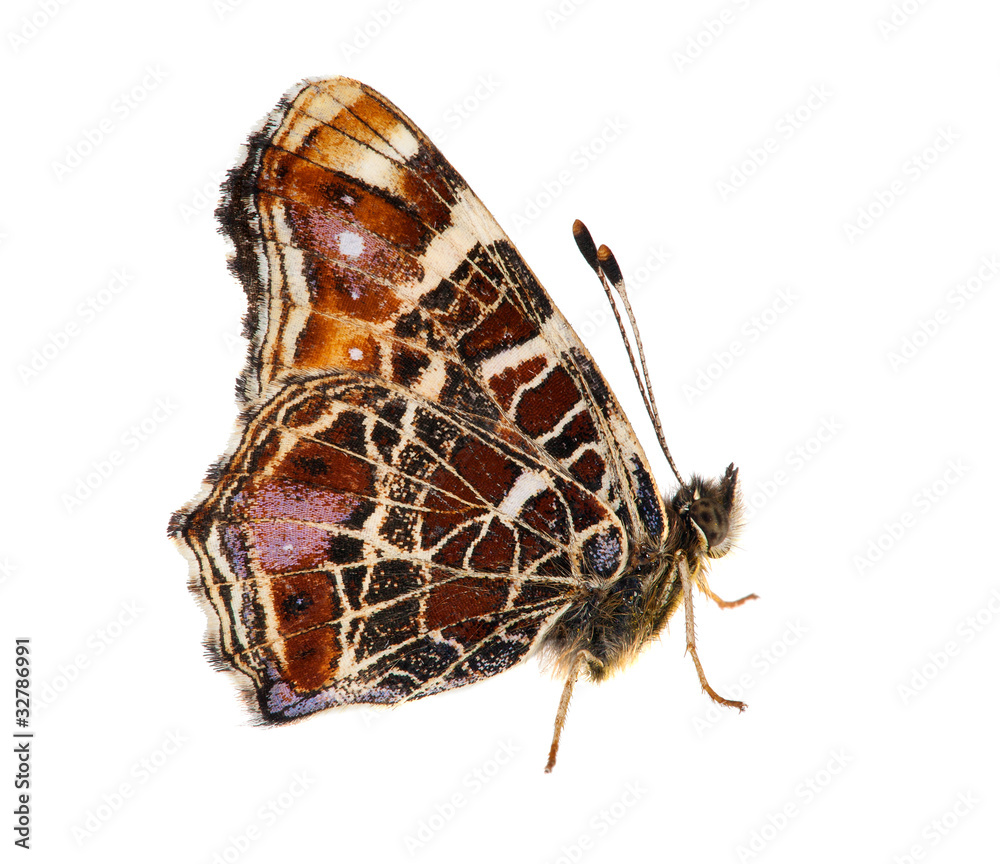 Fototapeta premium dark red butterfly isolated on white