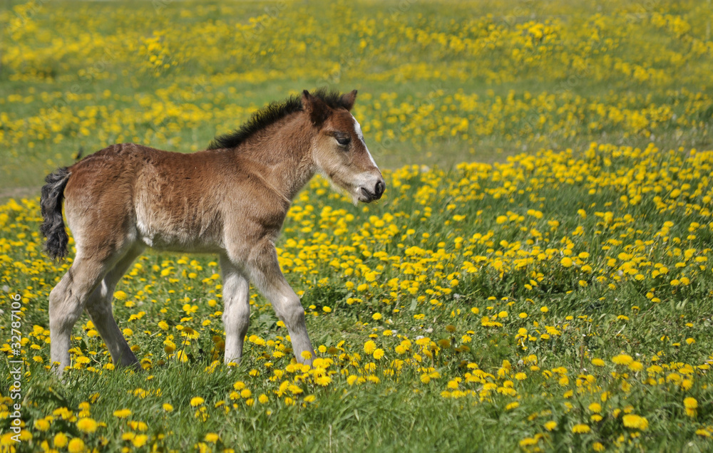 Foal in field surrounded by dandelions Foal in field surrounded by dandelions