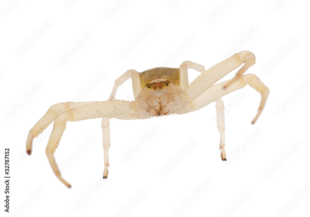 Fototapeta premium light small spider isolated on white