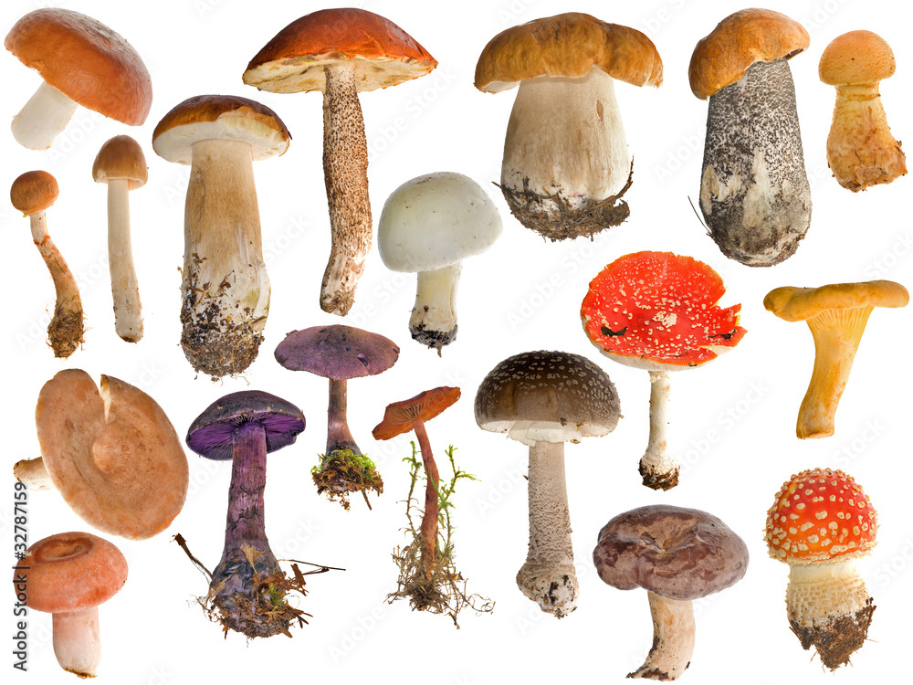 Naklejka nineteen mushrooms collection isolated on white