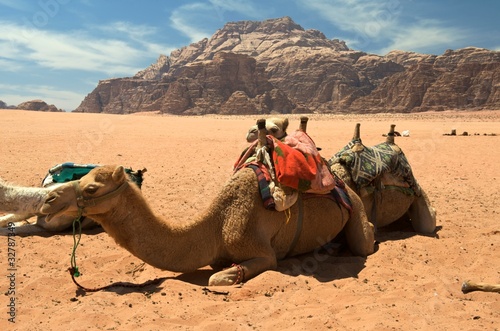 Camels in Wadi Rum, the desert valley © Jason Row Photo