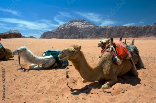 Camels in Wadi Rum  the desert valley