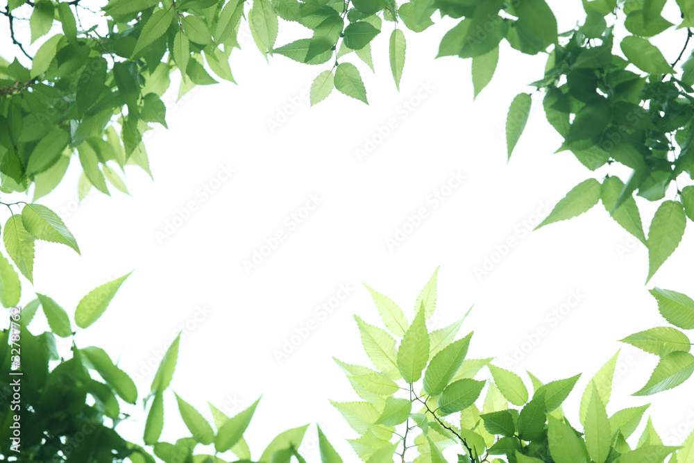 新緑のフレーム