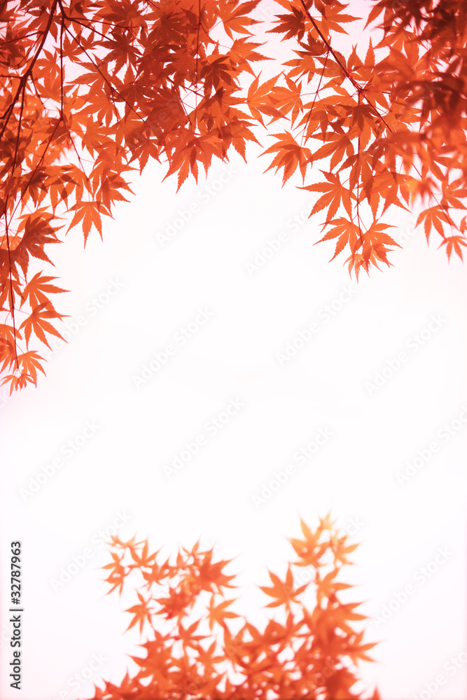紅葉イメージ 紅葉イメージ