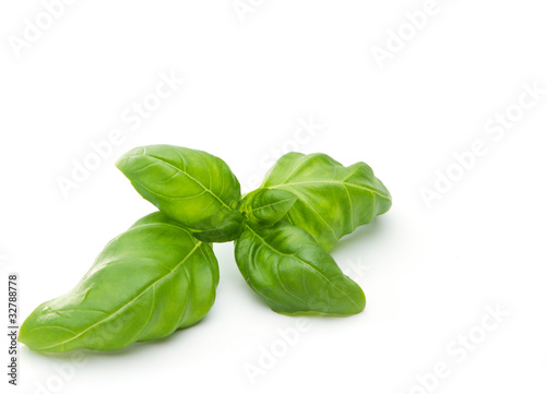 Fresh basil