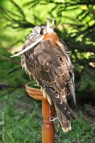 Sleeping falcon with a hood on its head photo