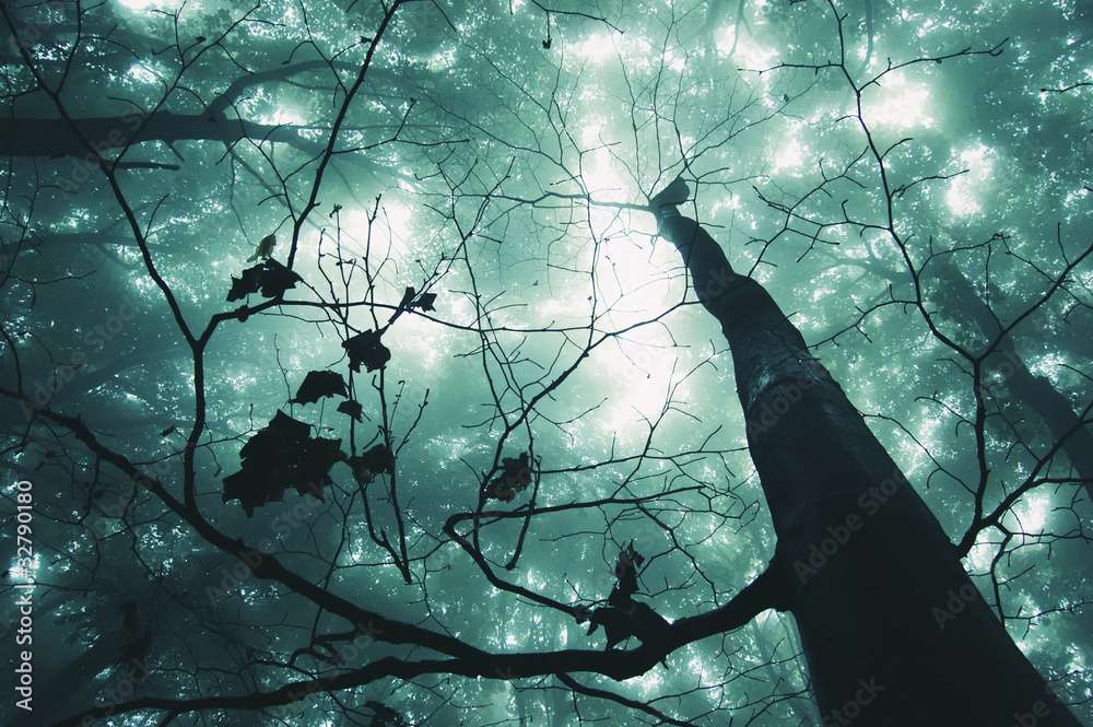 Fototapeta premium tree in a magical forest with green fog