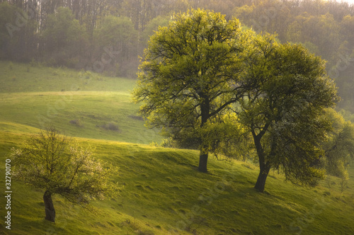 spring landscape with trees...