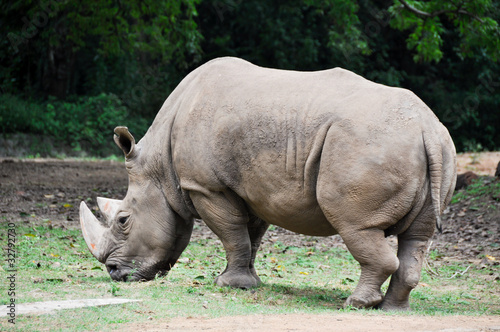 Rhinoceros at Mysore zoo