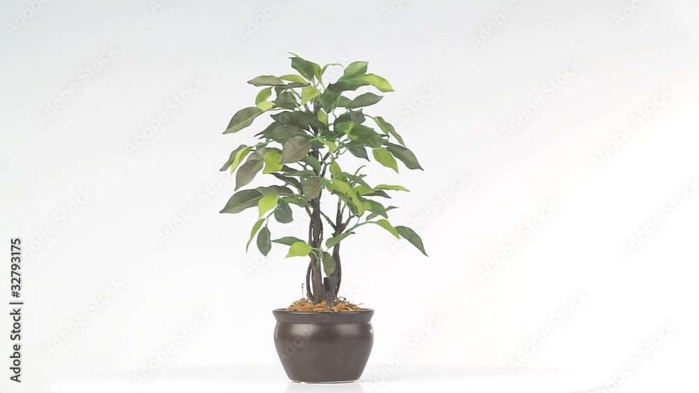 House plant turning on itself House plant turning on itself